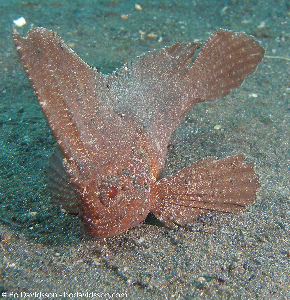 BD-080331-Lembeh-3312534-Taenianotus-triacanthus.-Lacepède.-1802-[Leaf-scorpionfish].jpg
